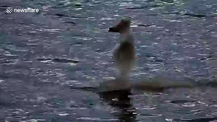 'Bear-shaped' ice chunk floating on river