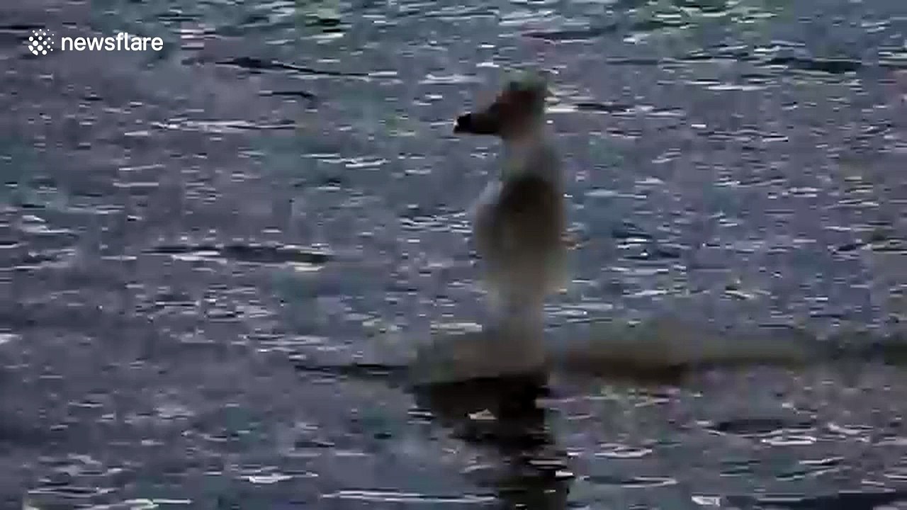 'Bear-shaped' ice chunk floating on river