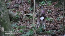Unlikely couple  Liaison between a Sika deer and a Japanese snow monkey