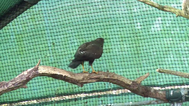 JT breton du mercredi 11 janvier 2017 : il y a le feu chez les pompiers !