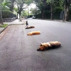 Un chien saute par-dessus des chiens