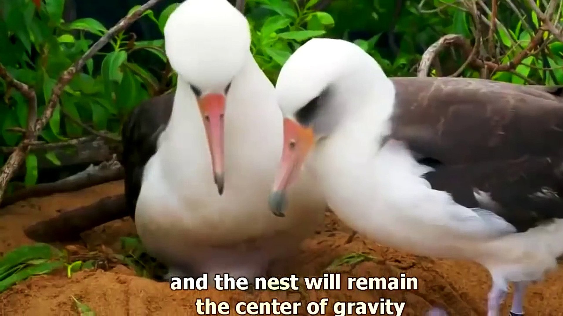 ⁣Amazing Animal Homes - BBC Nature Documentary