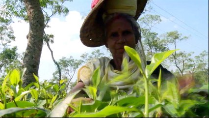 Bangladesh tea workers fear losing homes