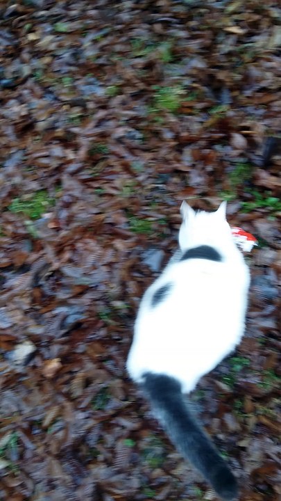 princesse fait la belle ce matin