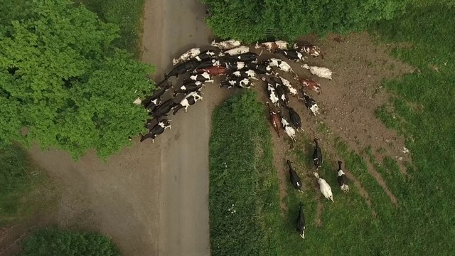 Présentation d'une association d'utilisateurs de chiens de troupeau