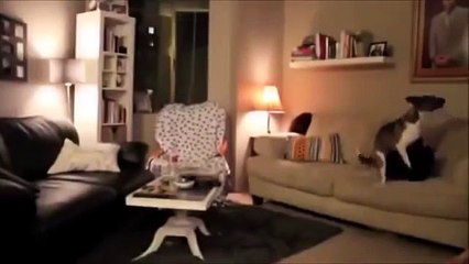 Животные одни дома