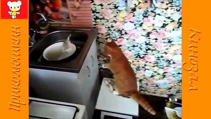 КОТЫ ОХОТНИКИ