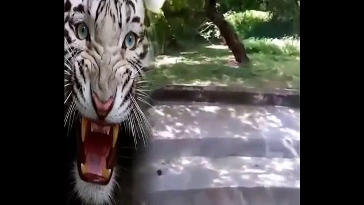 Worst Animal Attacks in human