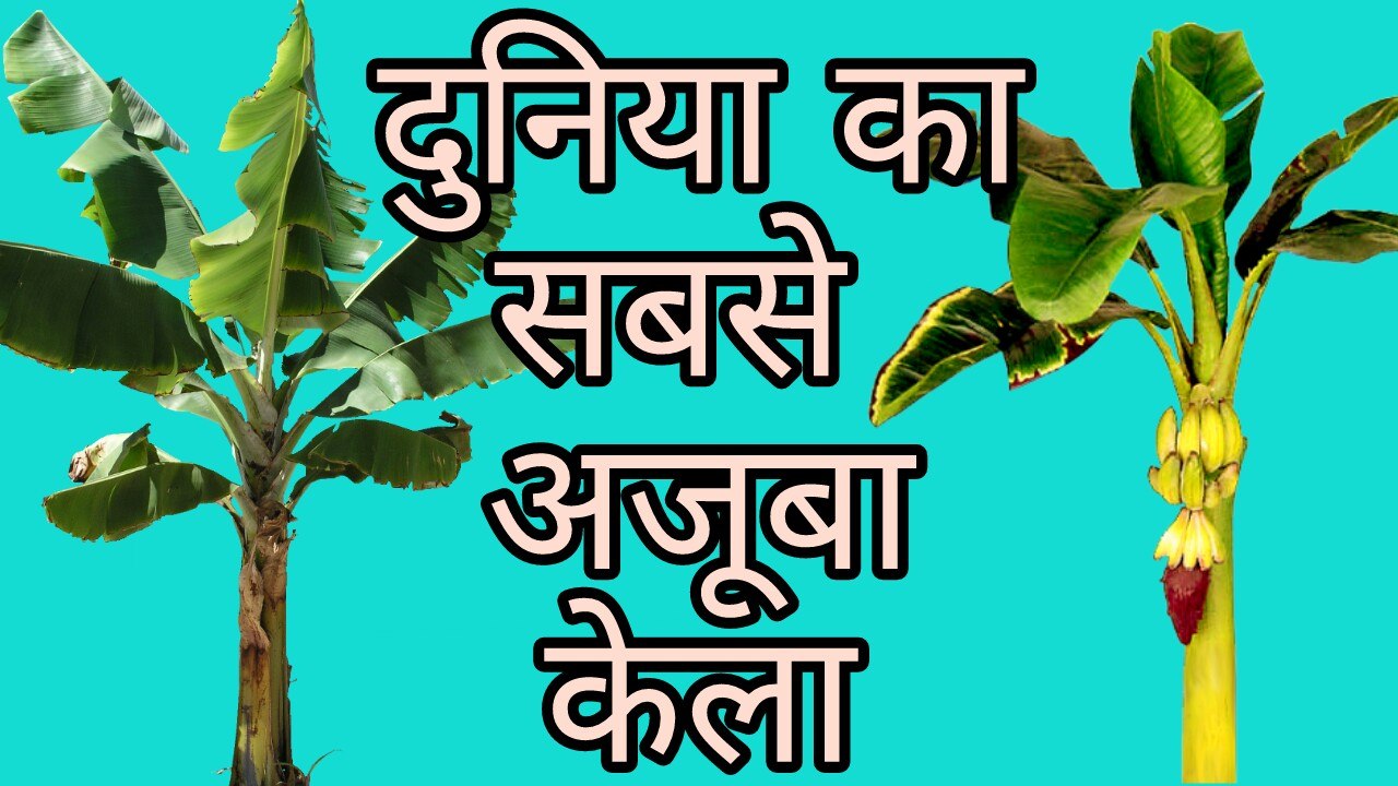 World's largest Banana tree grown up in a small village in Bihar.