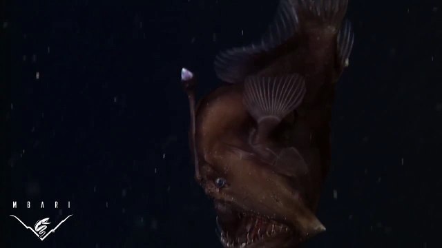 Ученым впервые удалось заснять одно из самых загадочных существ на нашей планете 14