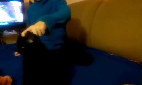 прикол бешеный котик