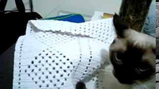 Gato falando ( Palmeiras não tem mundial)