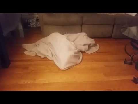 Silly Dog Stuck Under Blanket Until Owner Helps