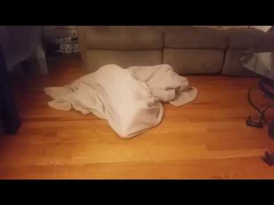 Silly Dog Stuck Under Blanket Until Owner Helps