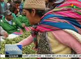 Bolivianos celebran el Día Nacional del Acullico