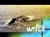 Born to be Wild: Born Expeditions III - WHALES (Finale)!