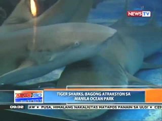 News to Go - Environmentalists protest tiger shark attraction at Manila Ocean Park 4/14/11