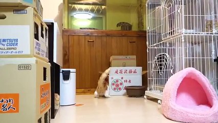 Кошки и робот