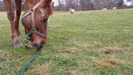 Vera Meets The Neighbors