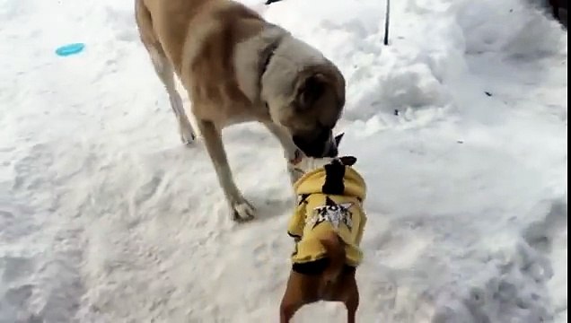 Собачьи БОИ КАВКАЗЕЦ УБИЙЦА!!!!!!!!!!!