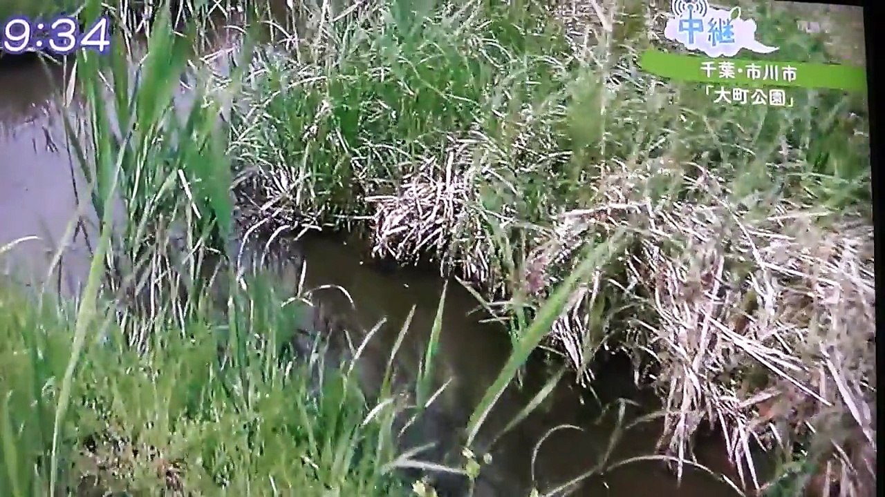 ドジョウも恋の季節！ちょっと激し目の産卵[受精]シーン です-SZeNnEcG4oM