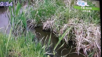 ドジョウも恋の季節！ちょっと激し目の産卵[受精]シーン です-SZeNnEcG4oM