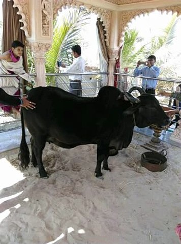 Gao Mata