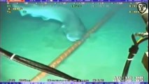 Clip độc ghi lại cảnh cá mập cắn cáp quang dưới đáy biển