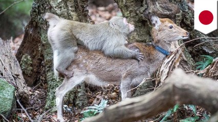 Monkey business: Japanese macaque caught on video humping a Sika deer - TomoNews
