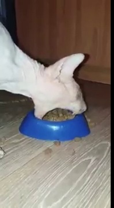 Кот - Экскаватор