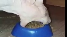 Кот - Экскаватор