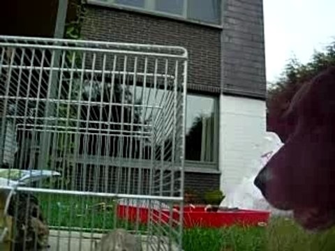 Labrador Vs. 2 gerbilles