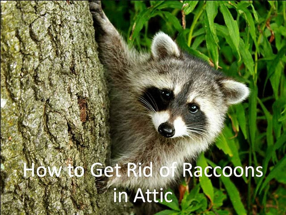 How to Get Rid of Raccoons in Attic video Dailymotion