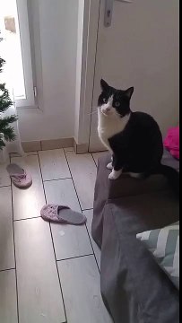 Ce chat supplie pour qu'on laisse la porte ouverte.. trop mignon