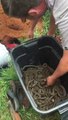 Ils extraient 68 bébés serpents pythons d'un terrier !