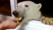 Nourrir un ours polaire par la fenetre... Vive la russie