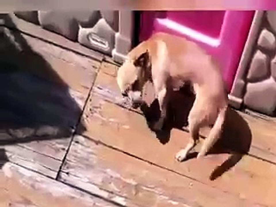 Funny Guilty Dog