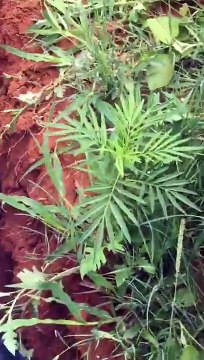 Extraction de 68 bébés pythons d'un terrier