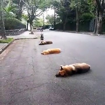 Un chien saute par-dessus des chiens