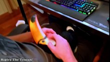 Our Toucan is basically a lap dog!