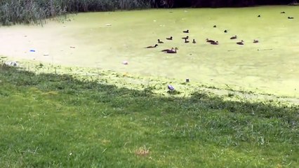 Tải video: Cão tentou perseguir patos, mas foi atraiçoado pela cor verde do lago