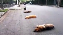 Un chien qui joue à saute-mouton avec ses amis !