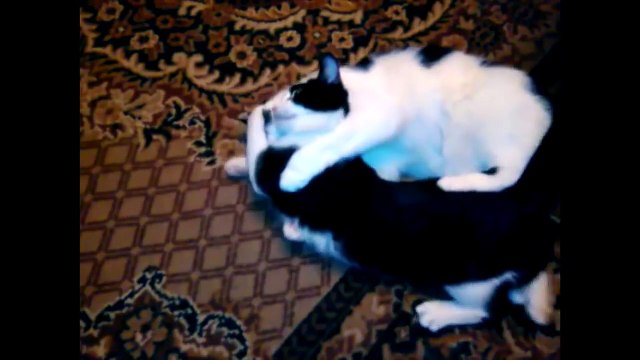 Животные в зоопарке и дома. Прикольная подборка разных животных