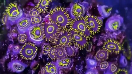 Okyanus Canlılarının Hipnoz Edici Görüntüleri