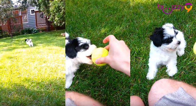 Un adorable chiot jouant avec une balle