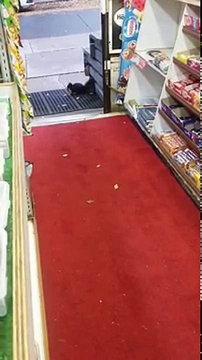 Deux écureuils cambrioleurs font la ruine d'un commerçant de Toronto, ou presque…