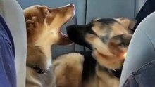 Casal de cães apanhado no "marmelanço" no banco de trás do carro