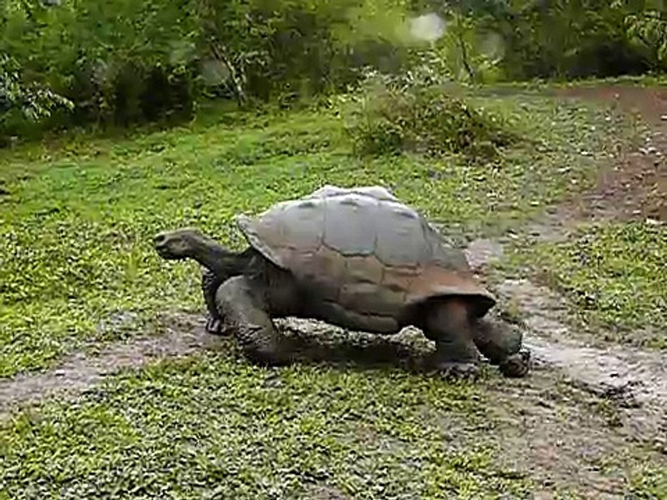 Riesenschildkröte Galapagos (Santa Cruz)-13bRMnQnFyA