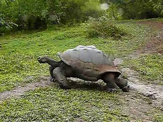 Riesenschildkröte Galapagos (Santa Cruz)-13bRMnQnFyA