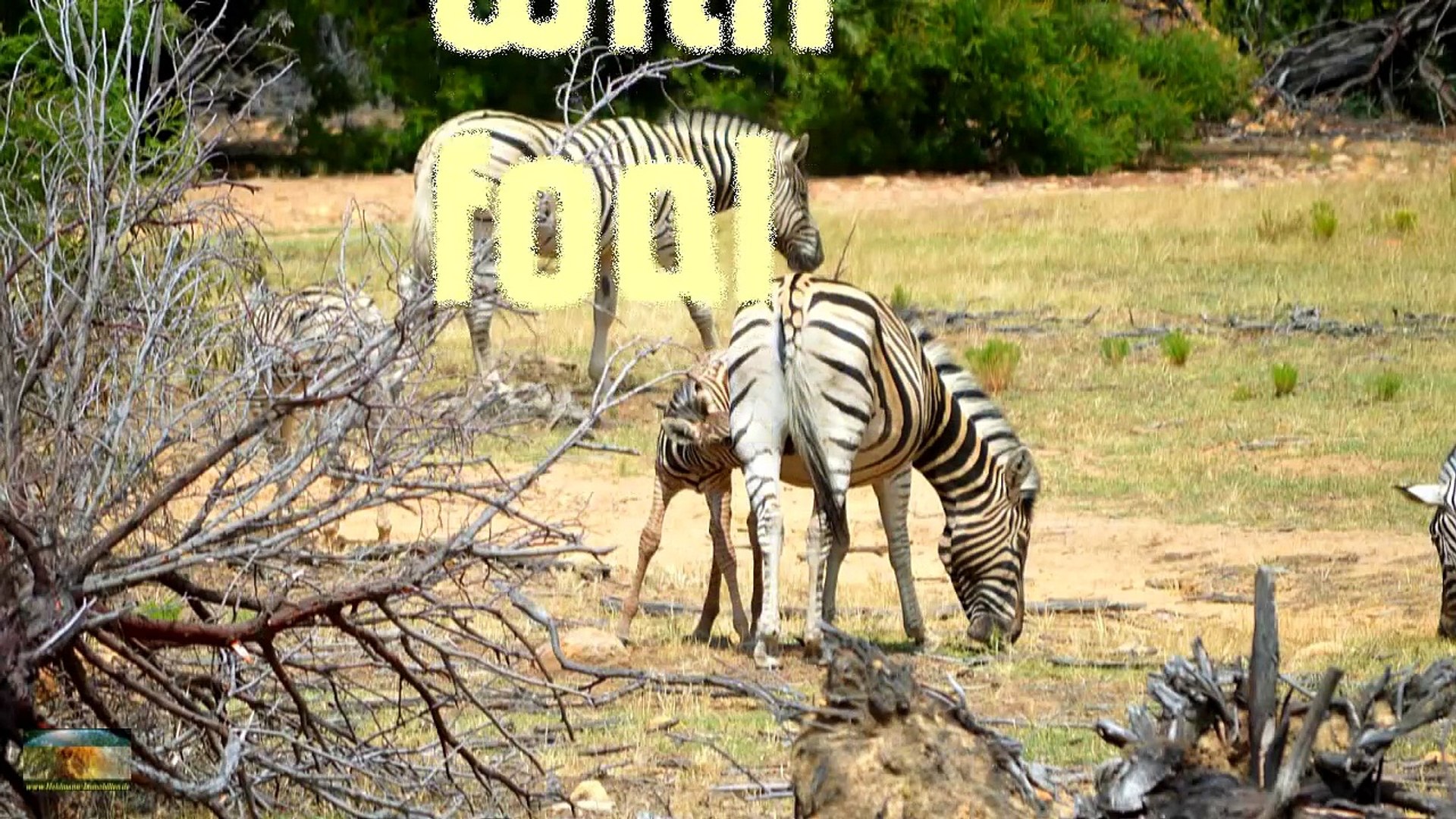 ⁣Safari - Zebras with foal-g8KaJIyvWOw